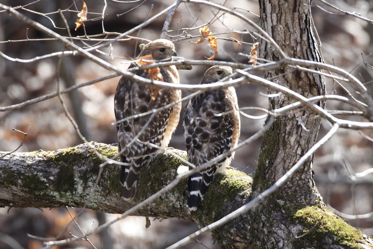 Red-shouldered Hawk - ML614392860