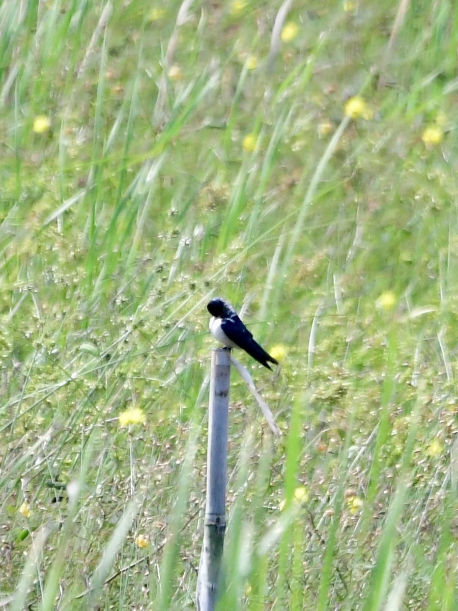 Barn Swallow - ML614392942