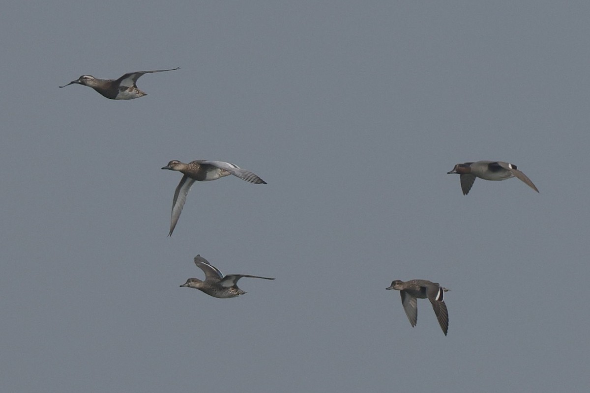 Garganey - ML614392958