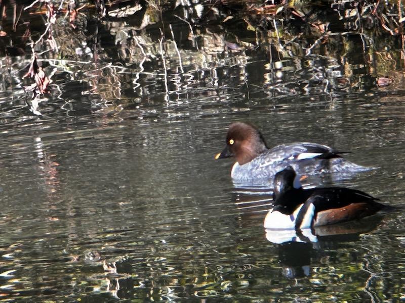 Common Goldeneye - ML614392967