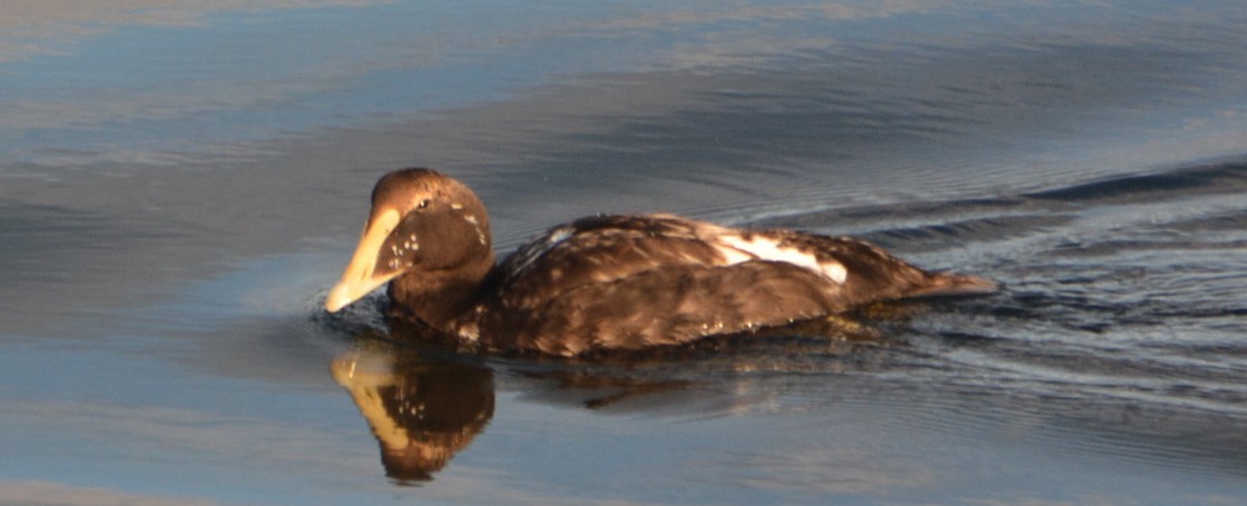 Common Eider - ML614392969