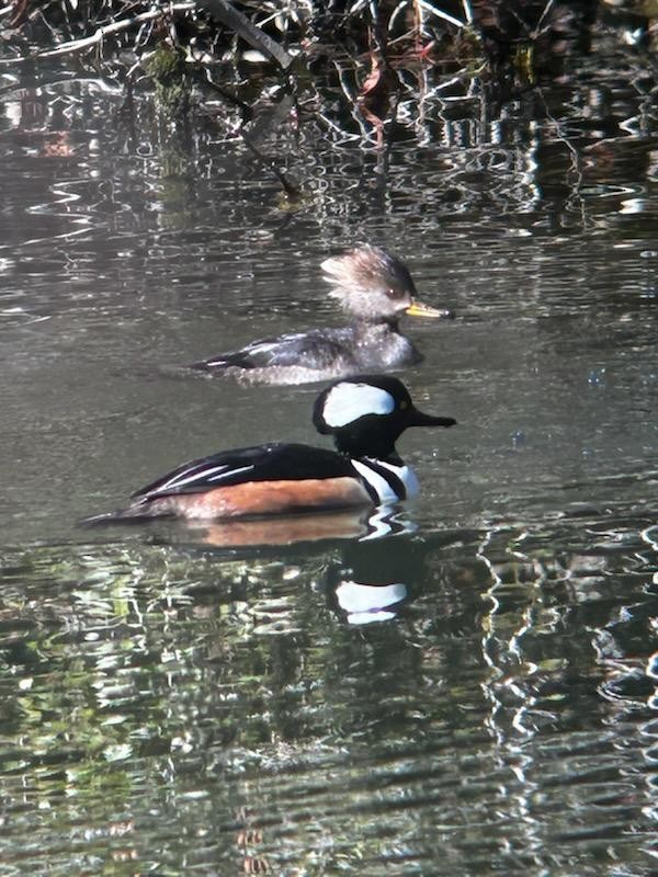 Hooded Merganser - ML614392975