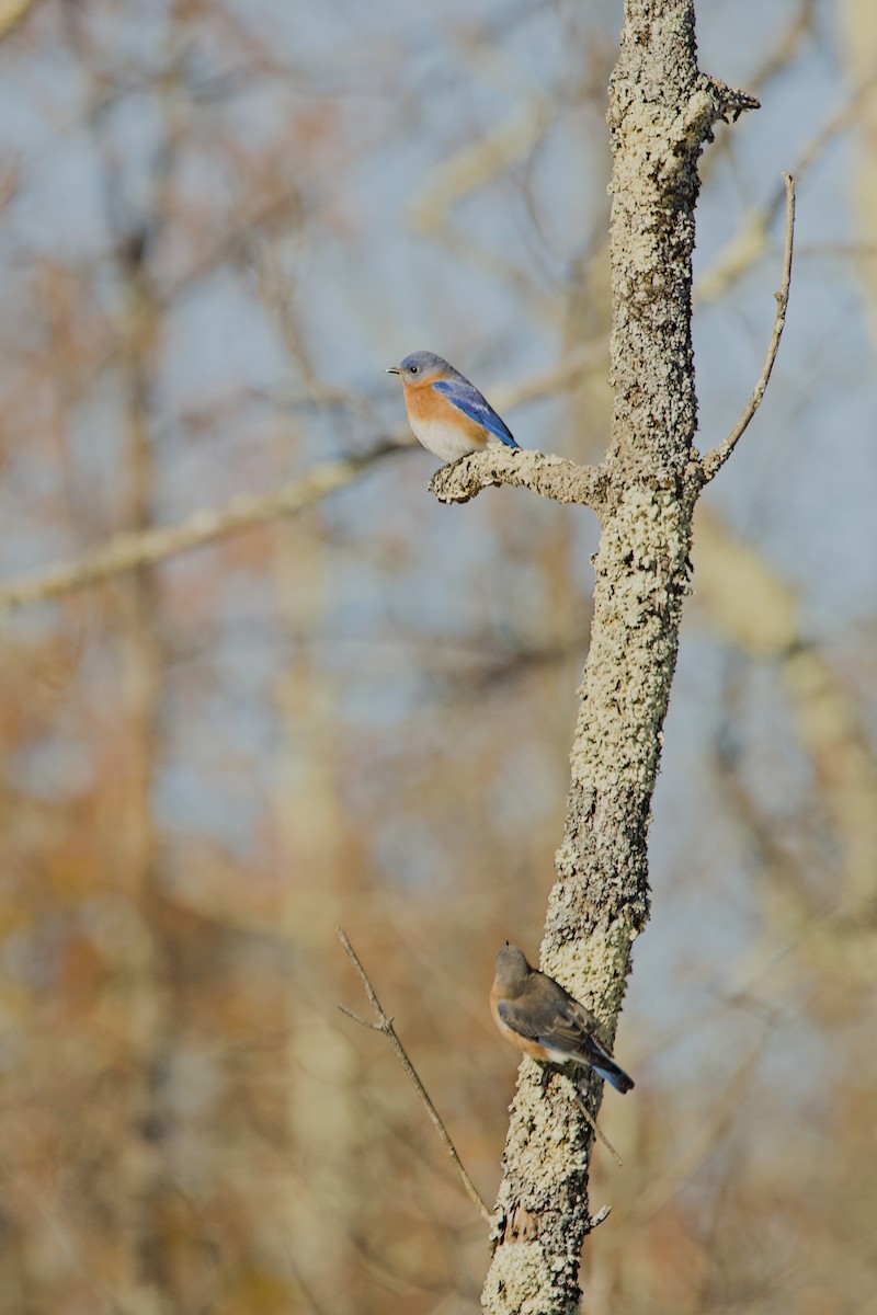 Eastern Bluebird - ML614393033