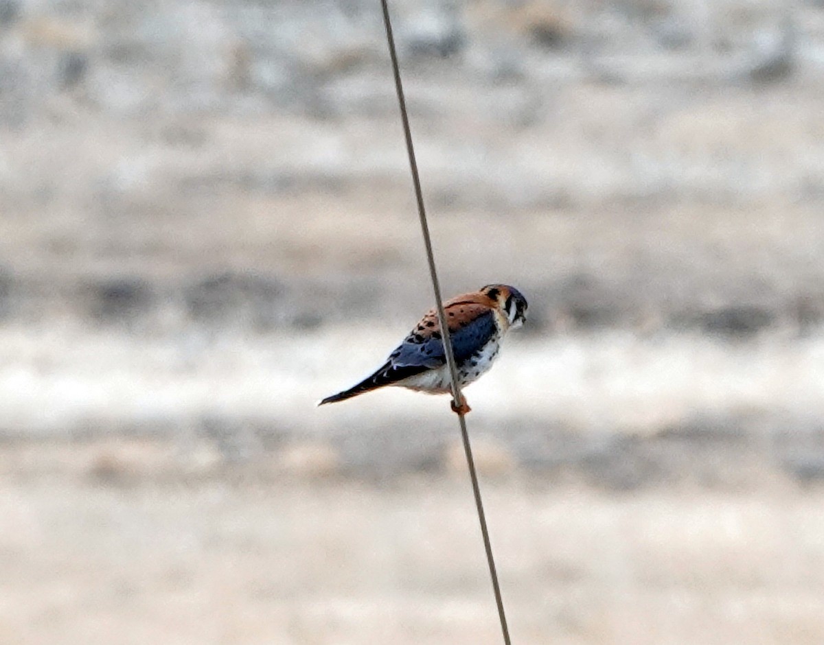 American Kestrel - ML614393050