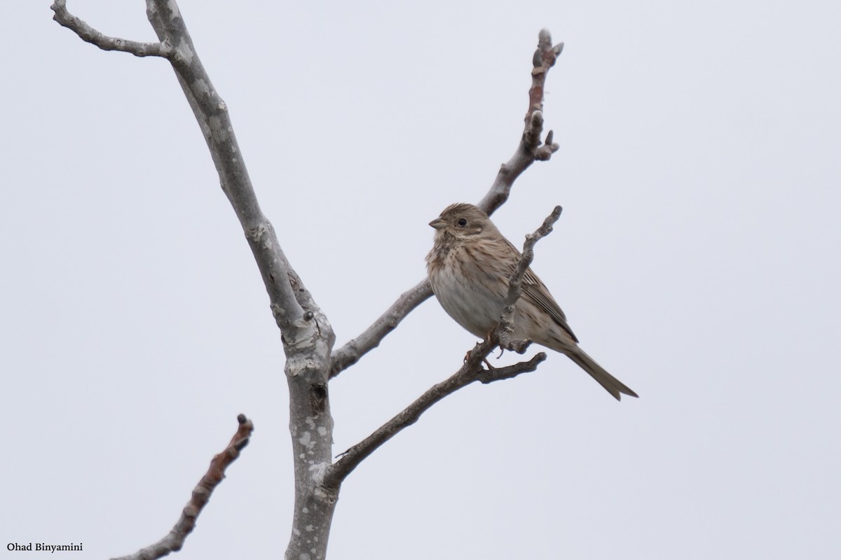 Pine Bunting - Ohad Binyamini