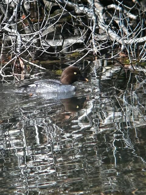Common Goldeneye - ML614393068