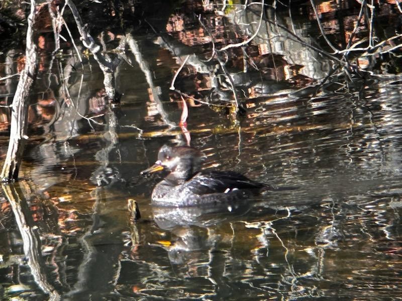 Hooded Merganser - ML614393072