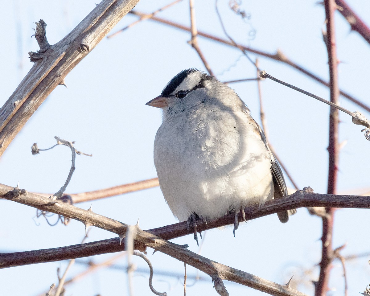 White-crowned Sparrow - Mary McKitrick