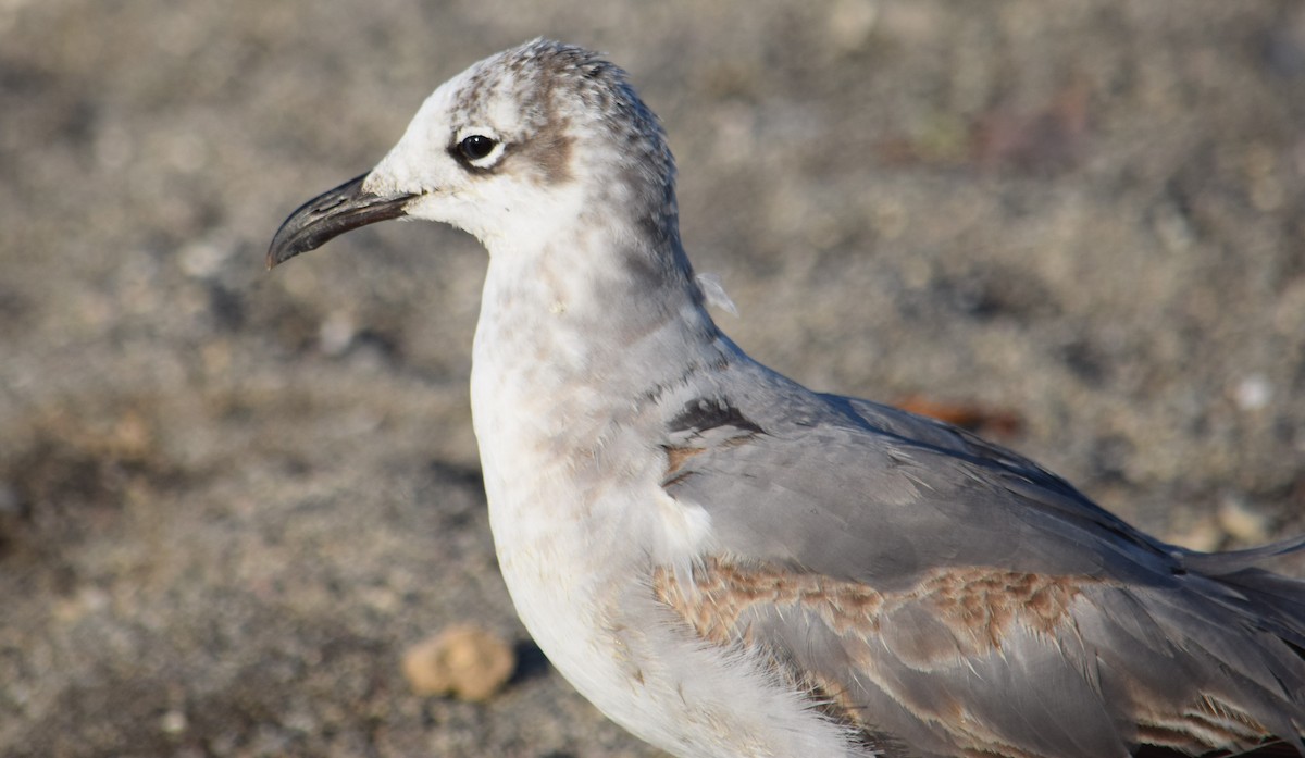 Laughing Gull - ML614393139