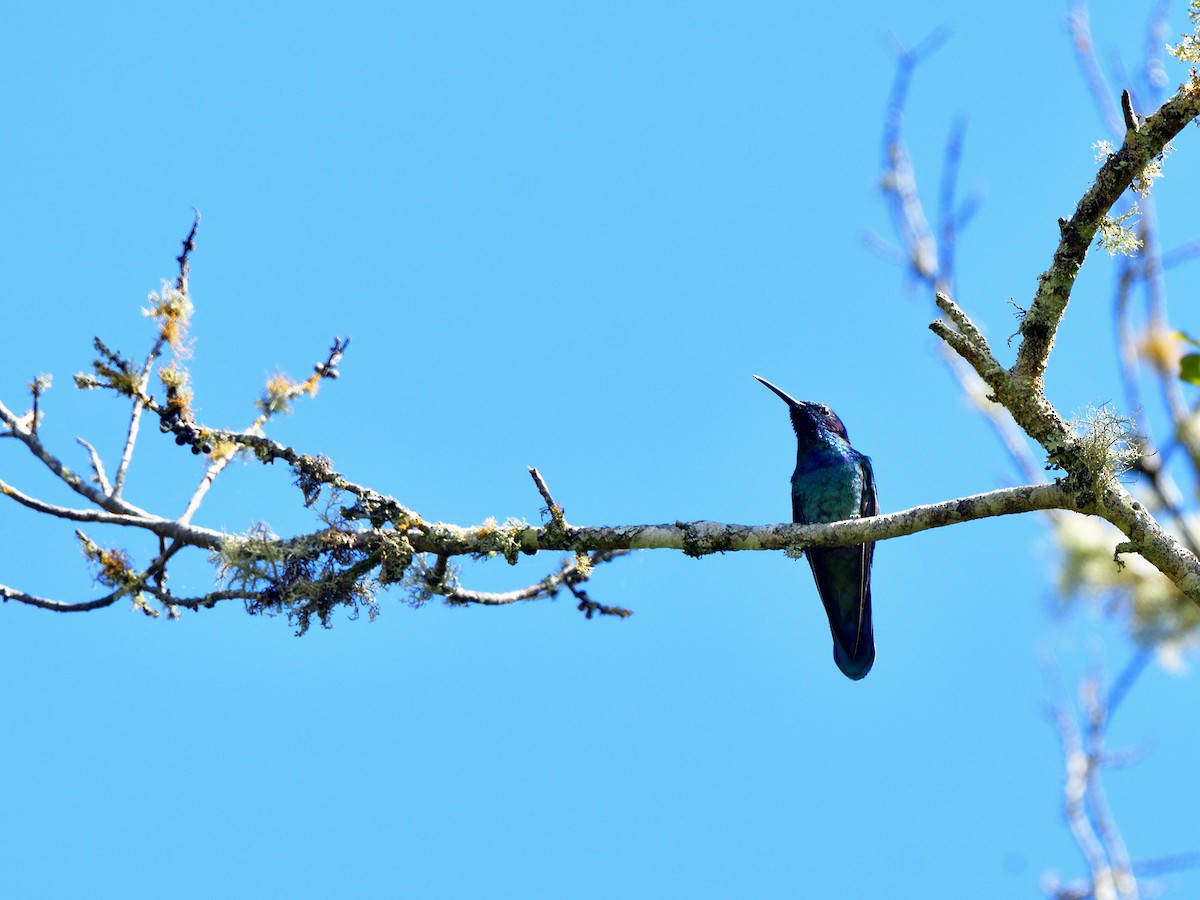 Mexican Violetear - ML614393184