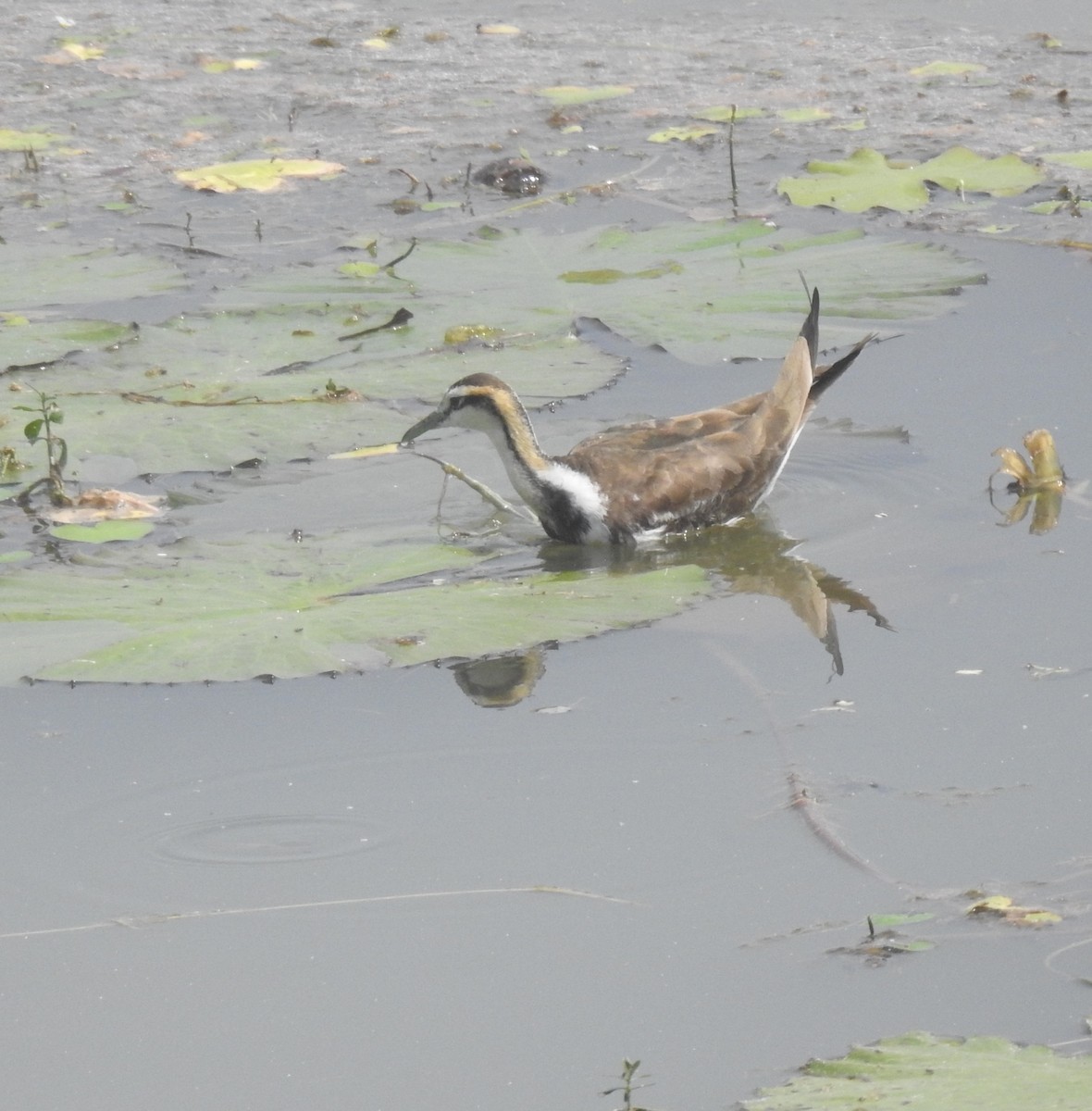 Pheasant-tailed Jacana - ML614393232