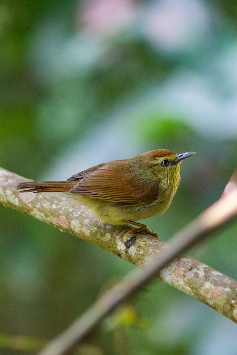 Pin-striped Tit-Babbler - ML614393255