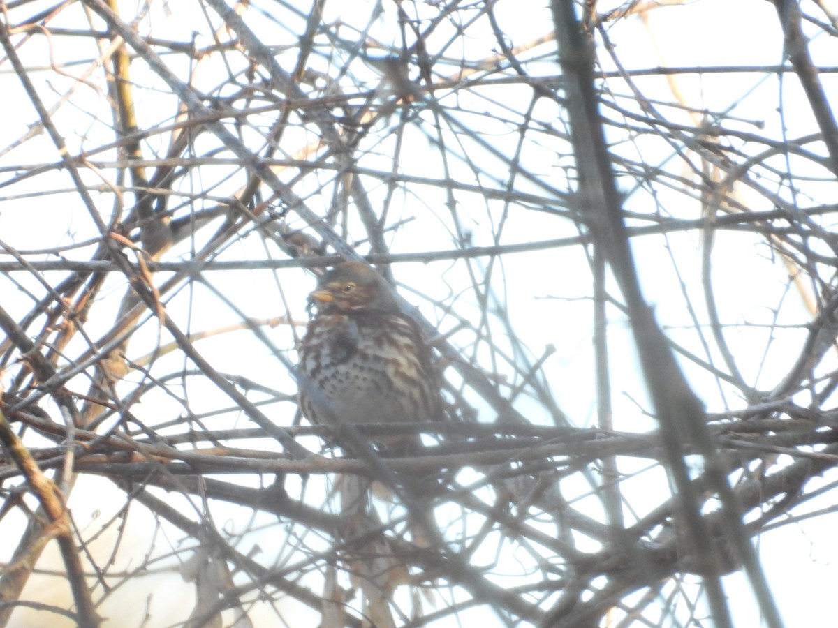 Fox Sparrow - ML614393257