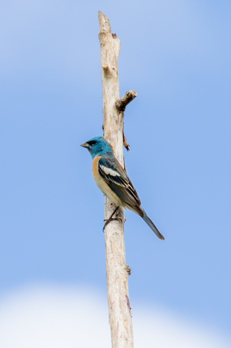 Lazuli Bunting - ML614393278