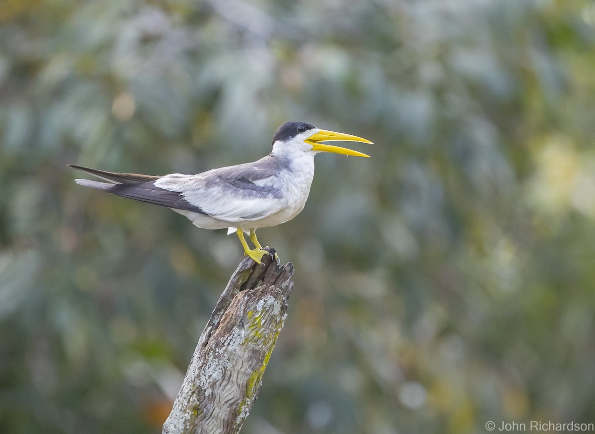 Large-billed Tern - ML614393367