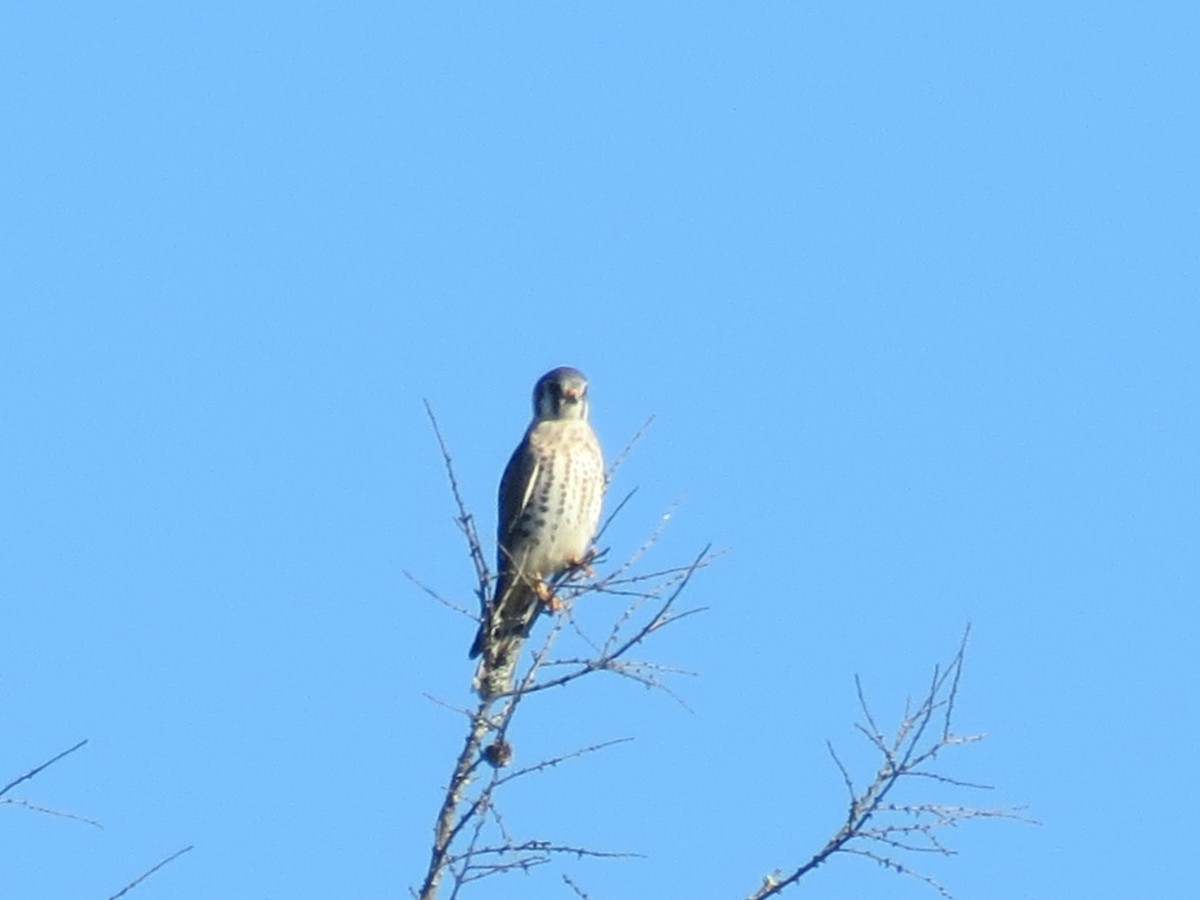 American Kestrel - ML614393416