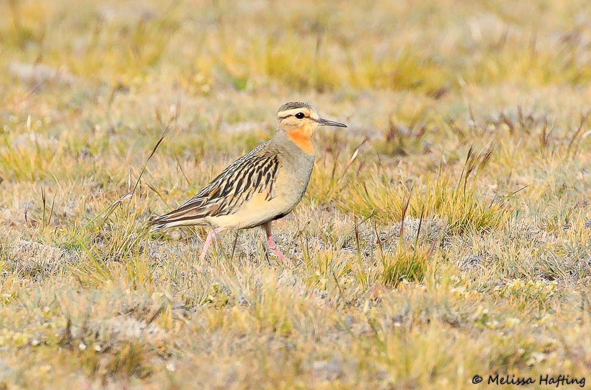 Tawny-throated Dotterel - ML614393480