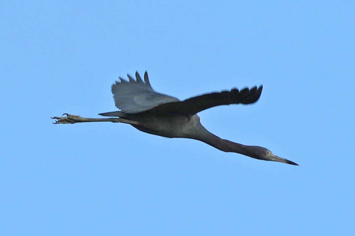 Little Blue Heron - ML614393484