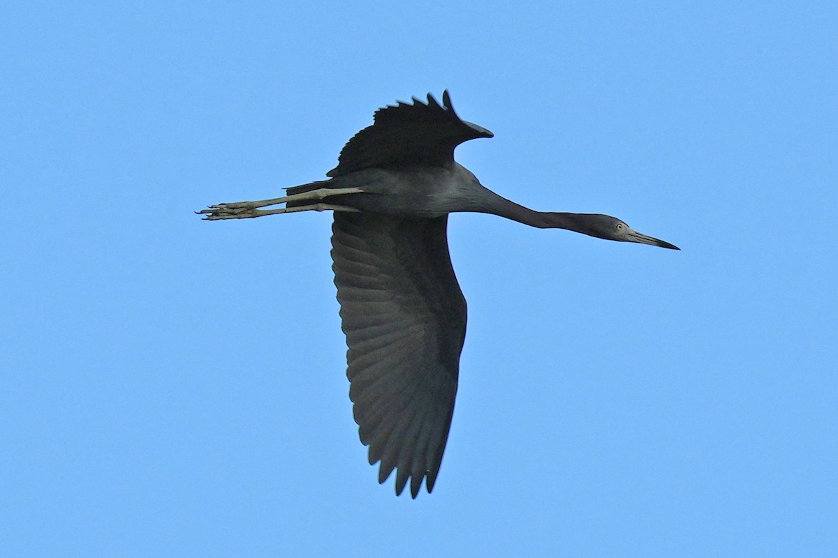 Little Blue Heron - Guy Stevens