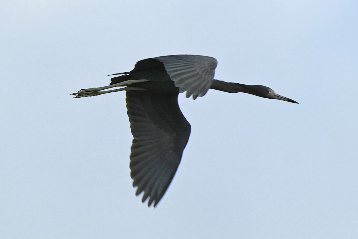 Little Blue Heron - ML614393486