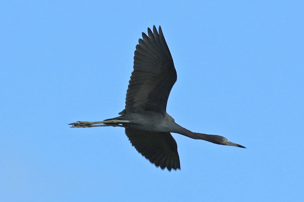 Little Blue Heron - ML614393487