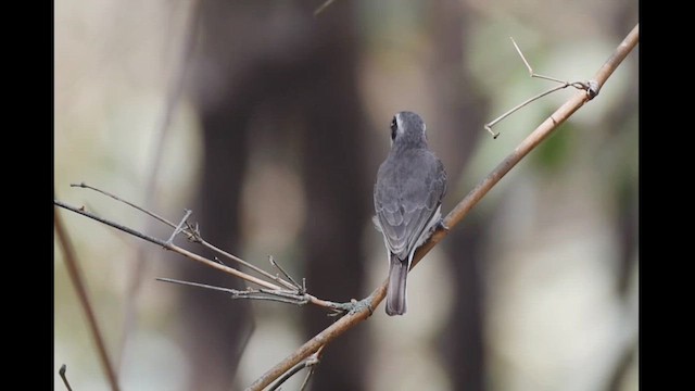 Common Woodshrike - ML614393504