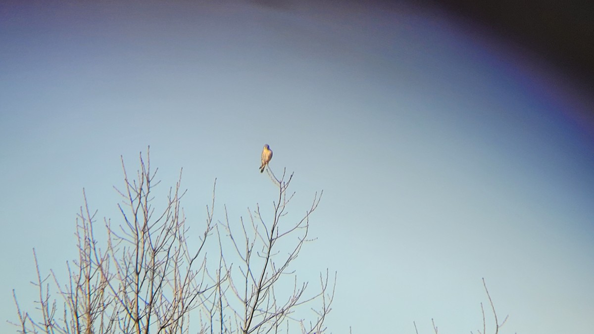 American Kestrel - Andrew Laforet