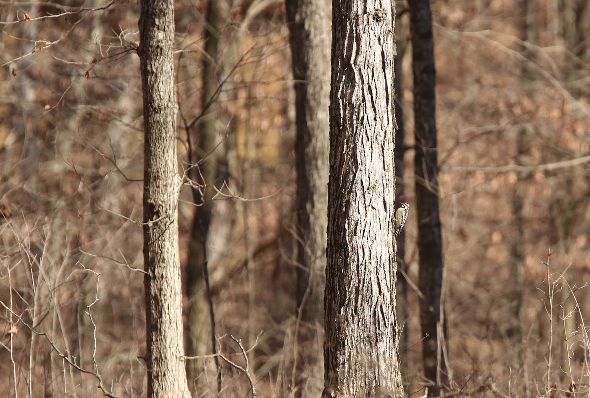 Yellow-bellied Sapsucker - Bence Kokay