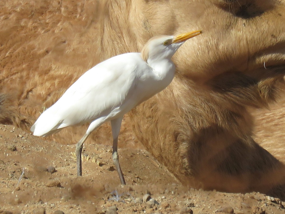 Чапля єгипетська (підвид ibis) - ML614393554