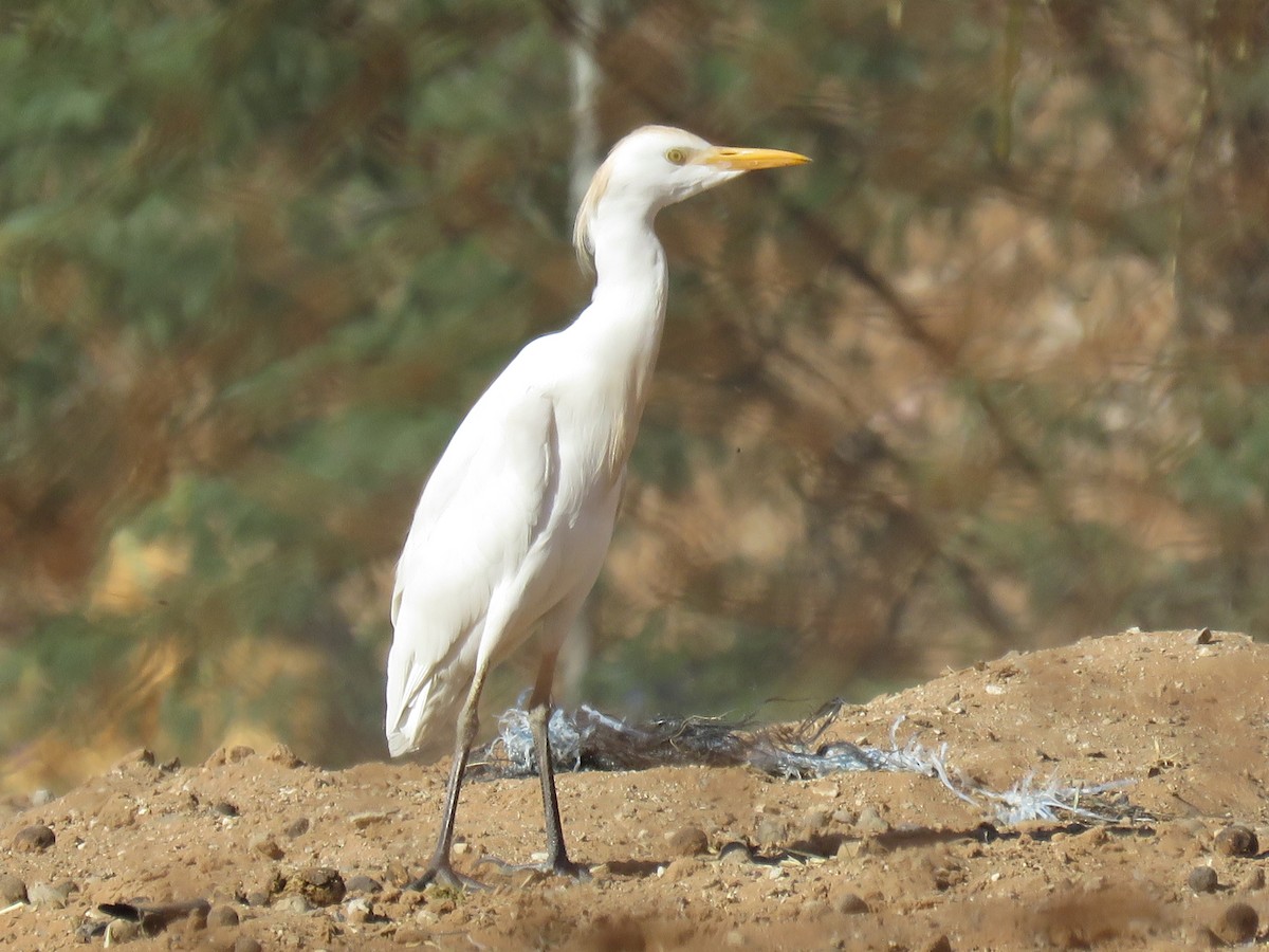 Чапля єгипетська (підвид ibis) - ML614393555