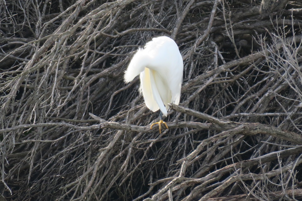 Snowy Egret - ML614393583