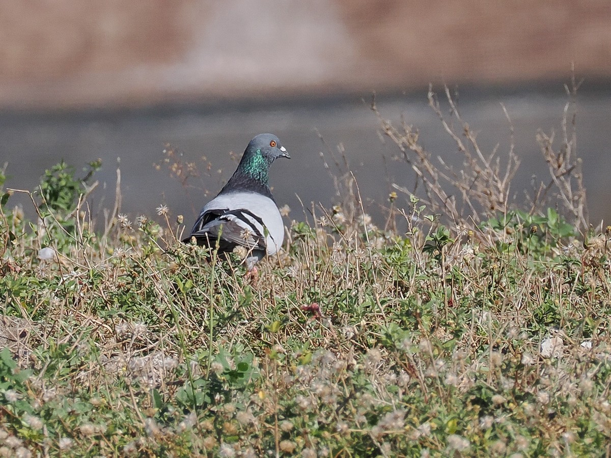 Rock Pigeon (Feral Pigeon) - ML614393591