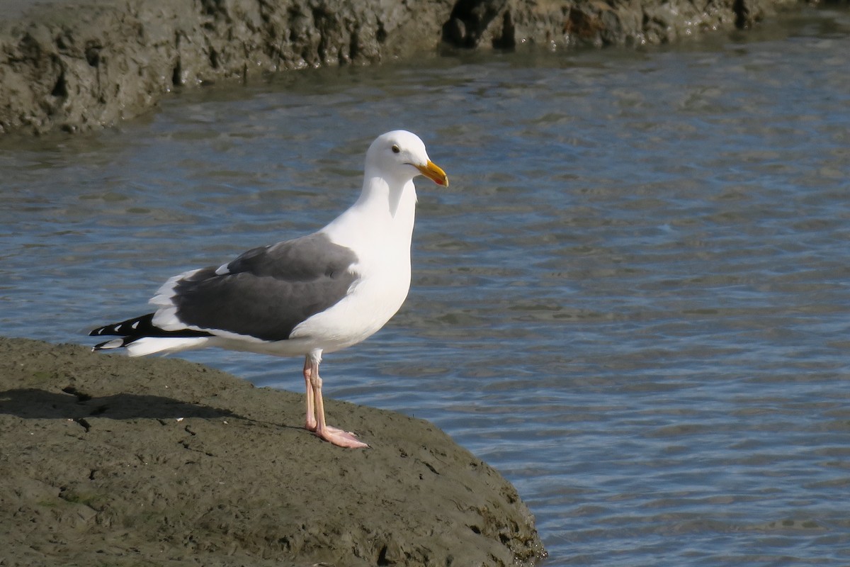 Western Gull - Douglas Brown