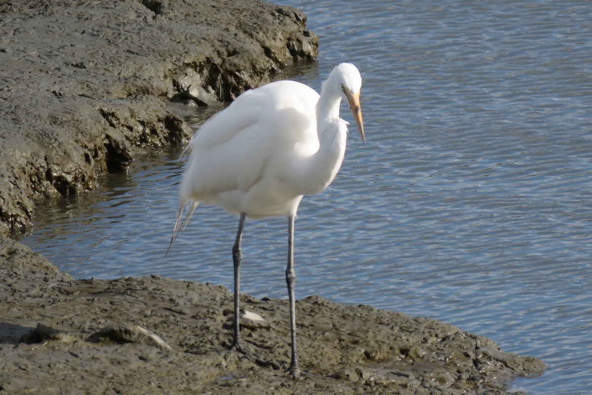 Great Egret - ML614393624