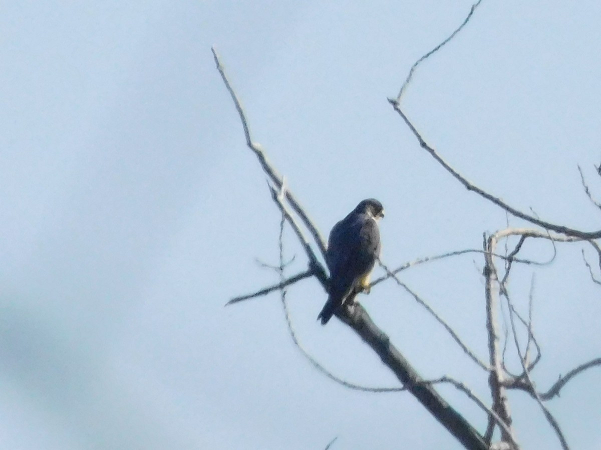 Peregrine Falcon - ML614393680