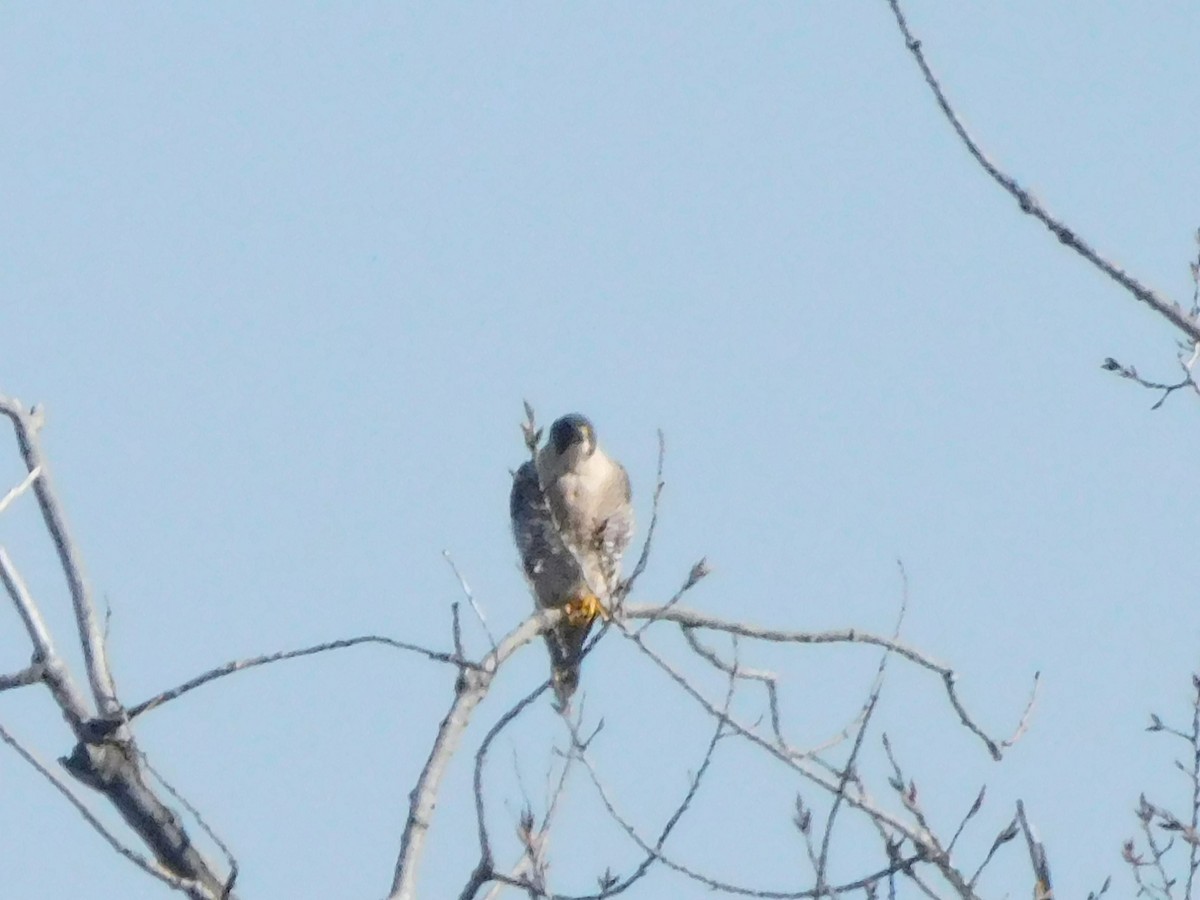 Peregrine Falcon - ML614393681