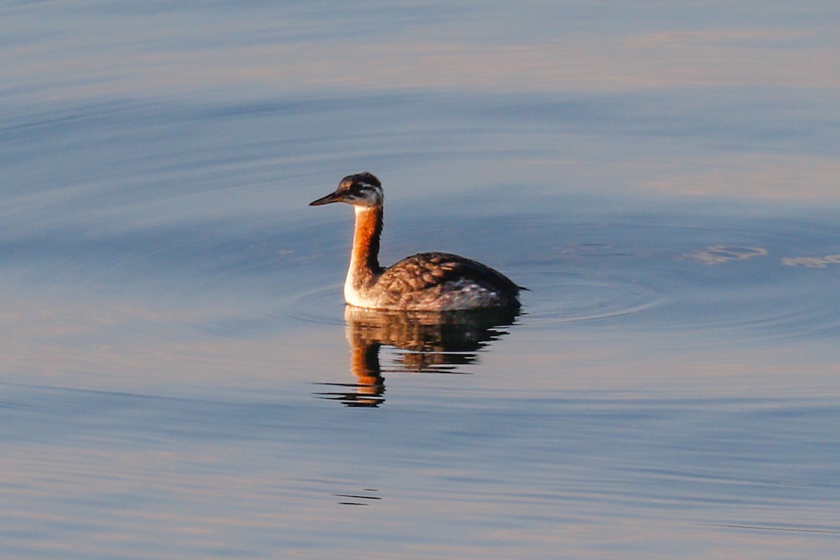 Red-necked Grebe - ML614393684