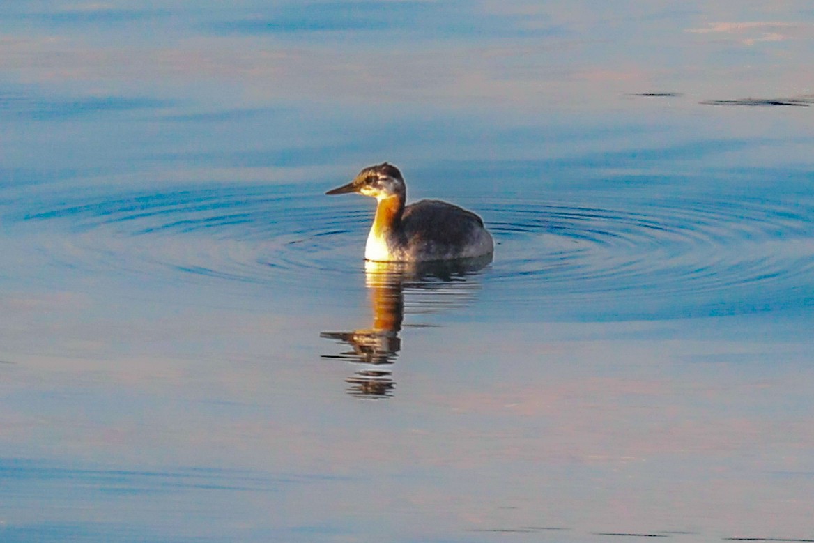 Red-necked Grebe - ML614393685