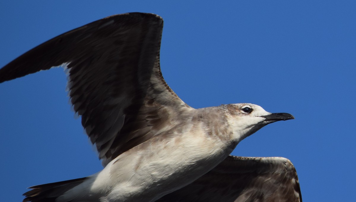 Laughing Gull - ML614393733