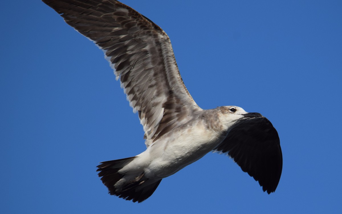 Laughing Gull - ML614393734