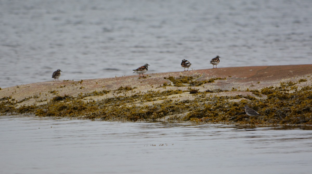 Ruddy Turnstone - ML614393789