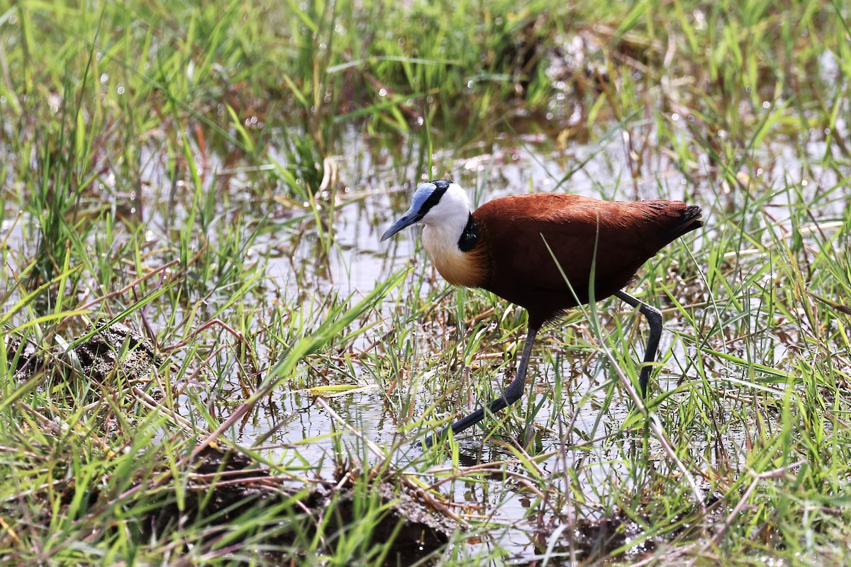 African Jacana - ML614393835