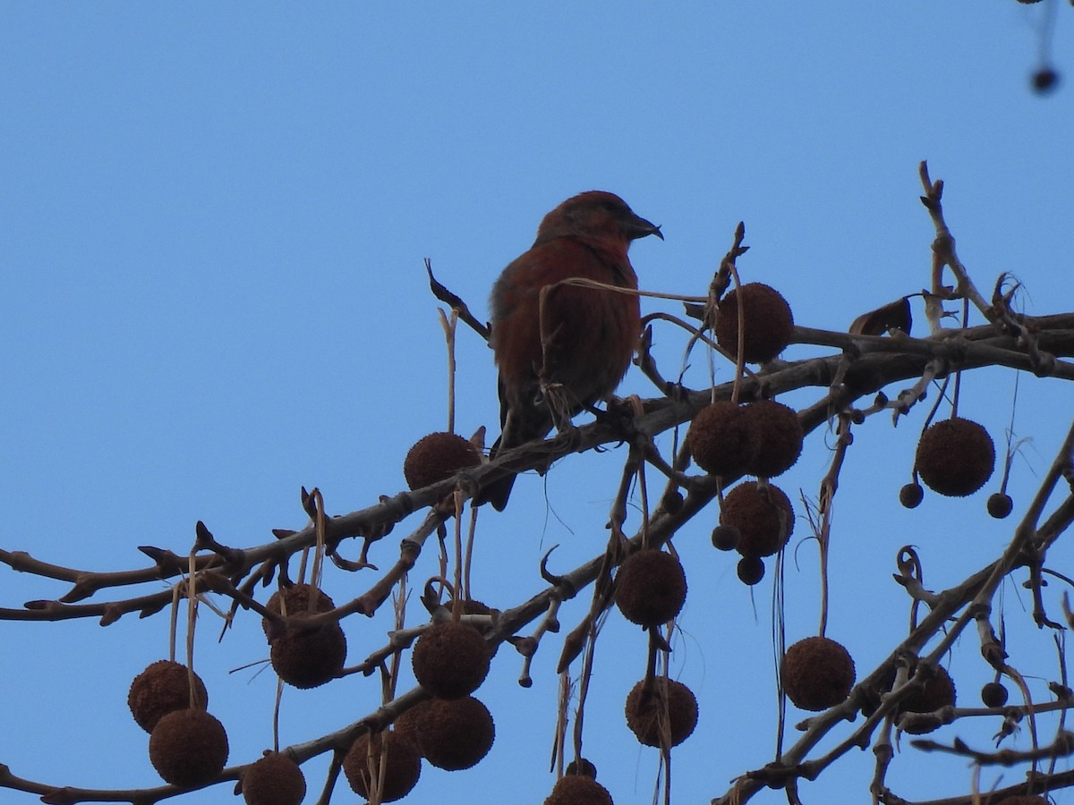 Гацуурын солбин хошуут - ML614393883