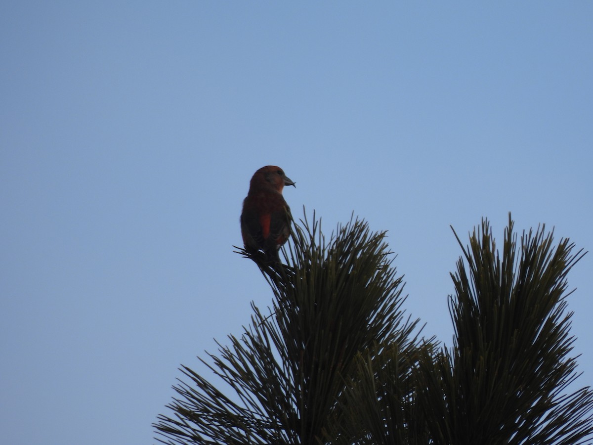 Гацуурын солбин хошуут - ML614393895