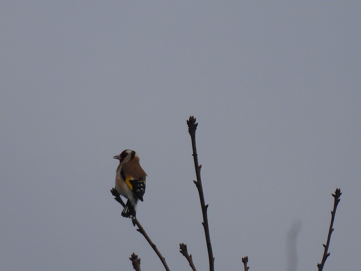 Бор бужирга - ML614393914