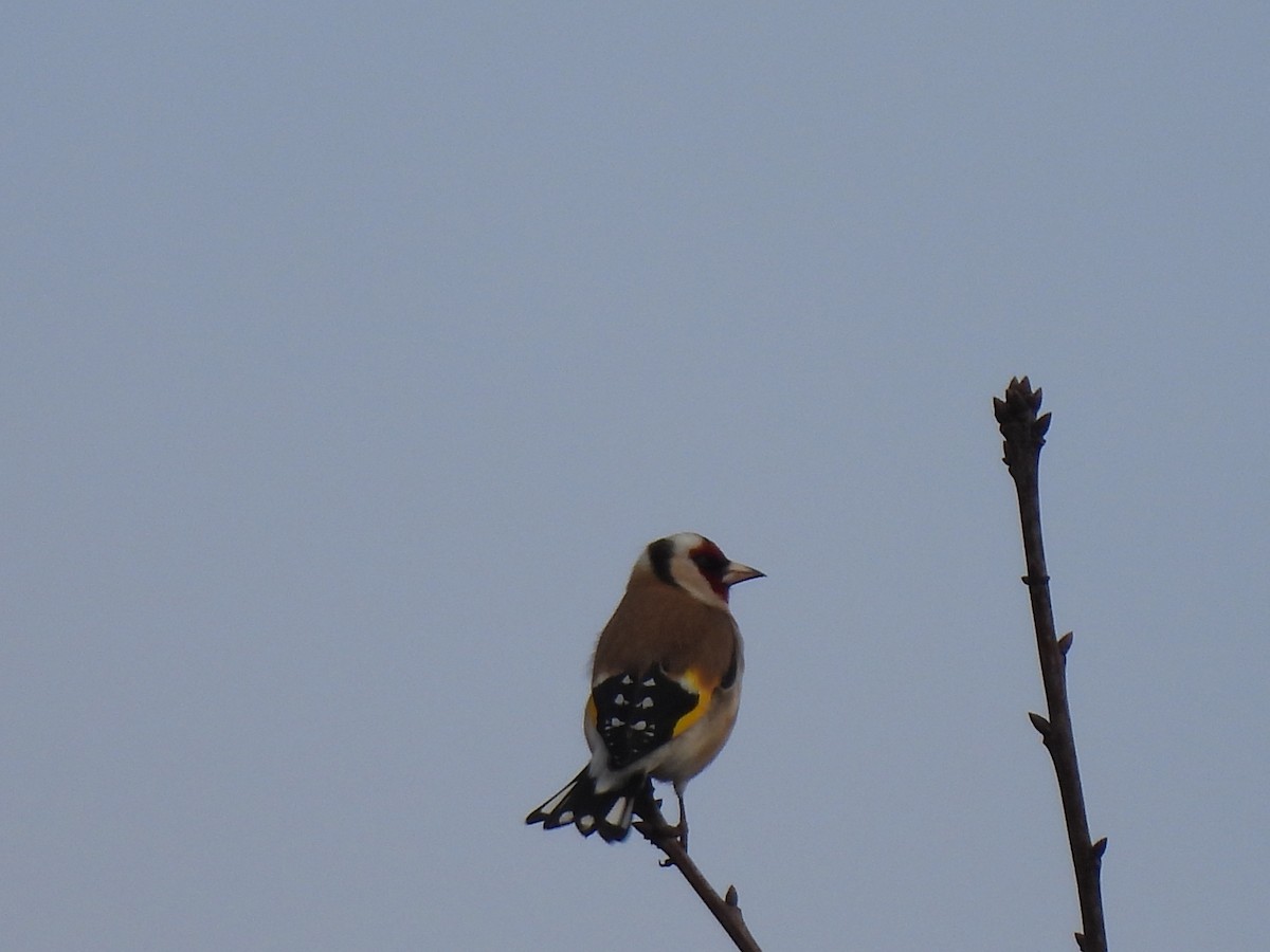 Бор бужирга - ML614393922