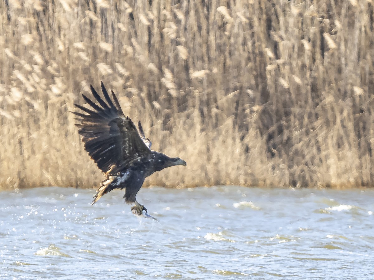 White-tailed Eagle - Dejan Sklopic