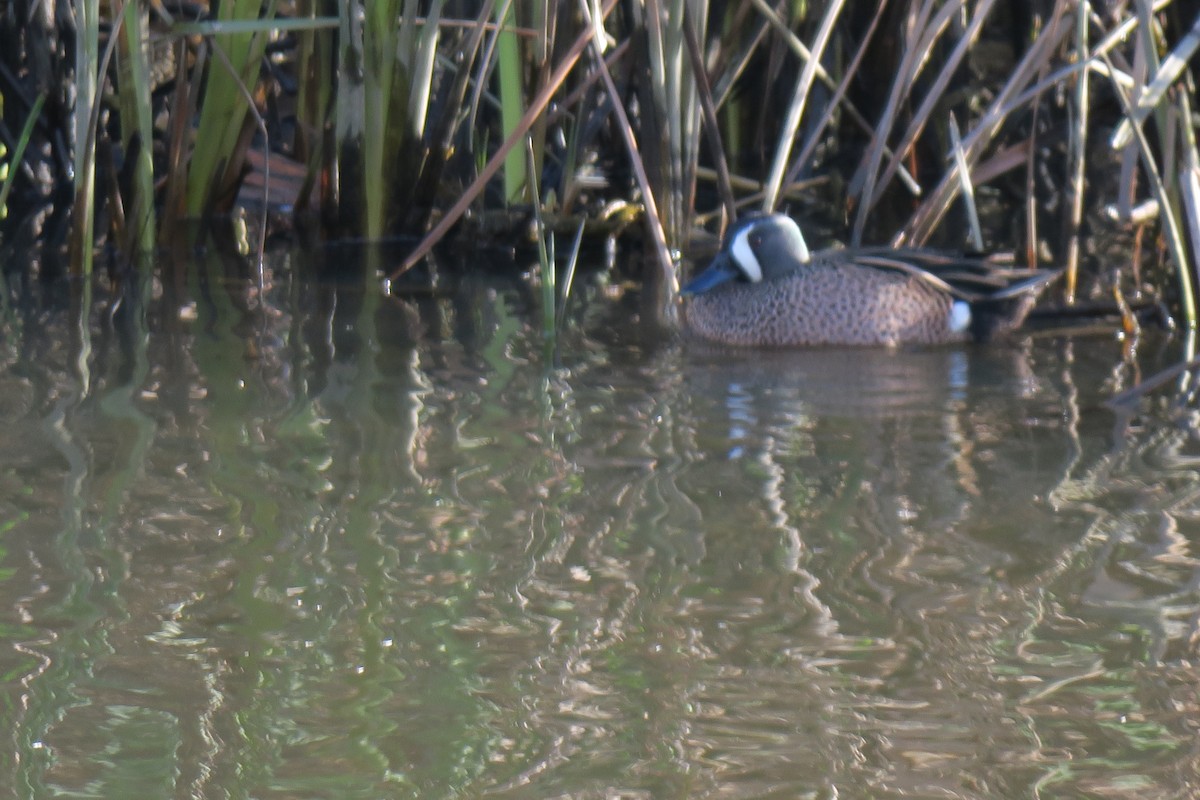 Blue-winged Teal - ML614393995