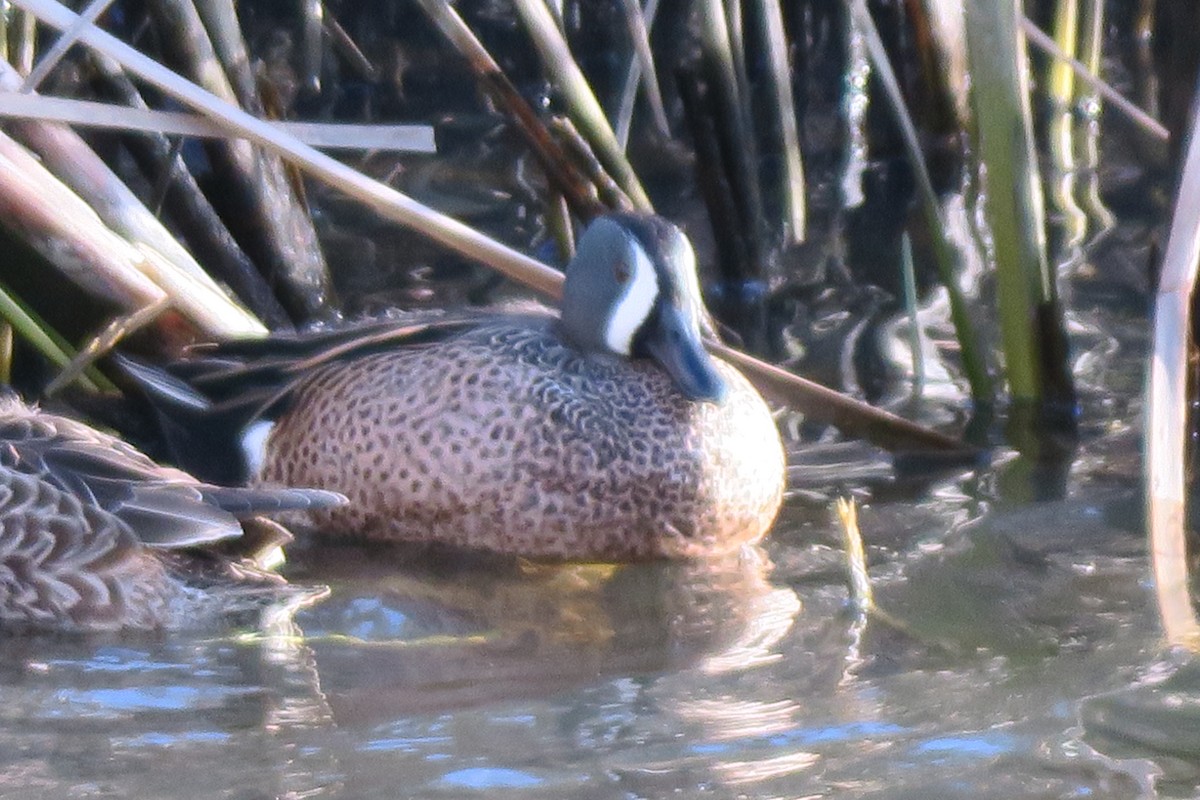 Blue-winged Teal - ML614393996