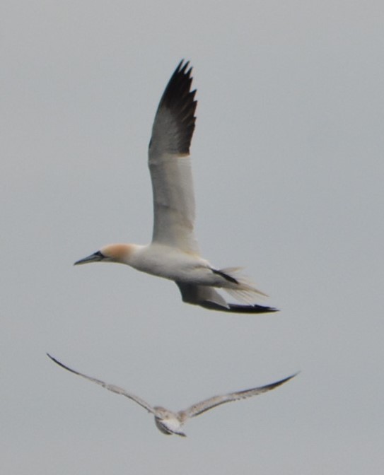 Northern Gannet - ML614393997